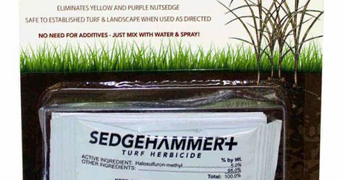 Sedge Hammer
