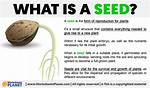 Seed Definition