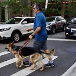 Seeing ___ Dog