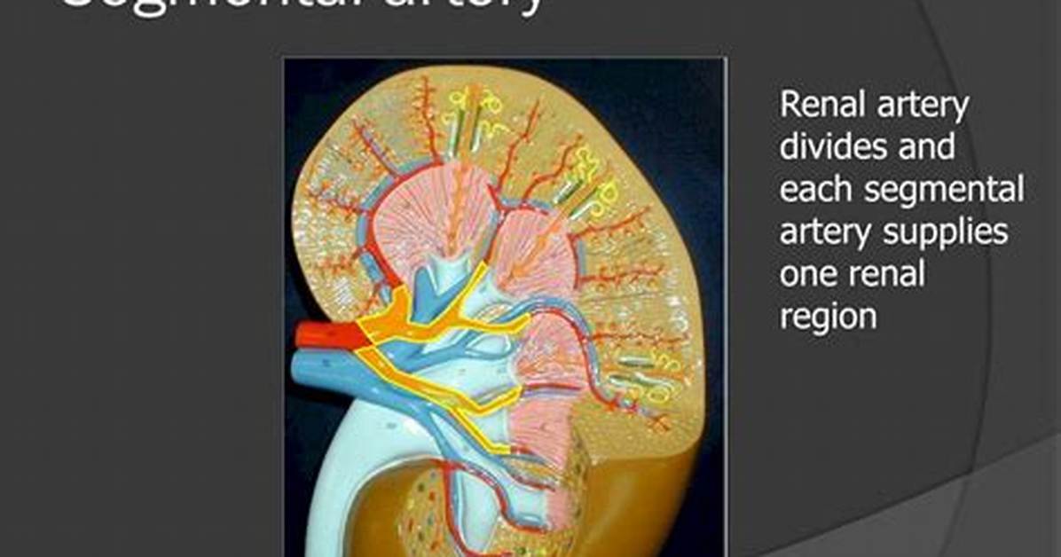 Segmental Artery