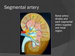 Segmental Artery