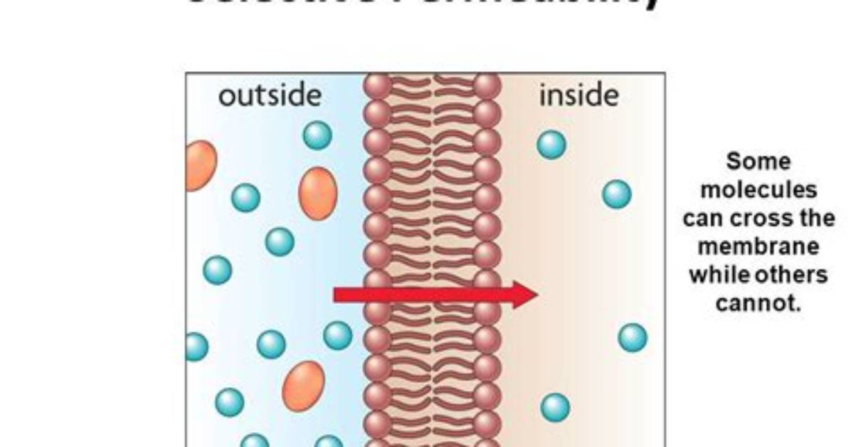 Selective Permeability