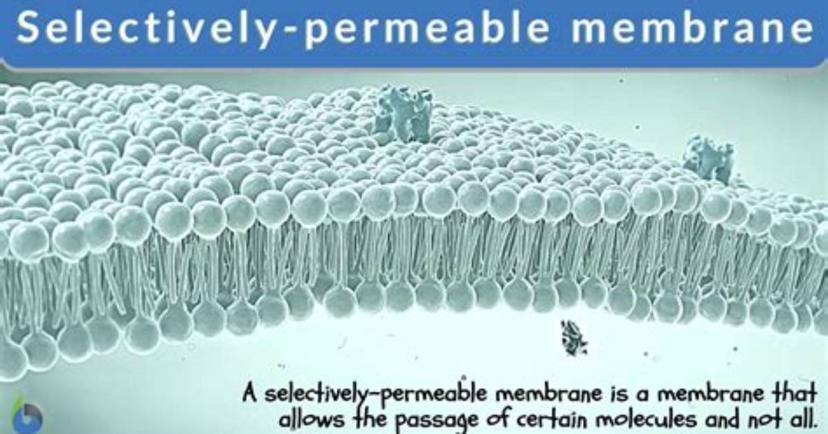 Selectively Permeable Membrane