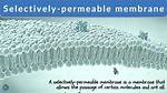 Selectively Permeable Membrane