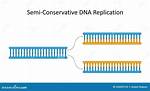 Semi Conservative Dna