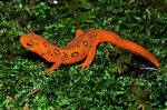 Semiaquatic Salamanders