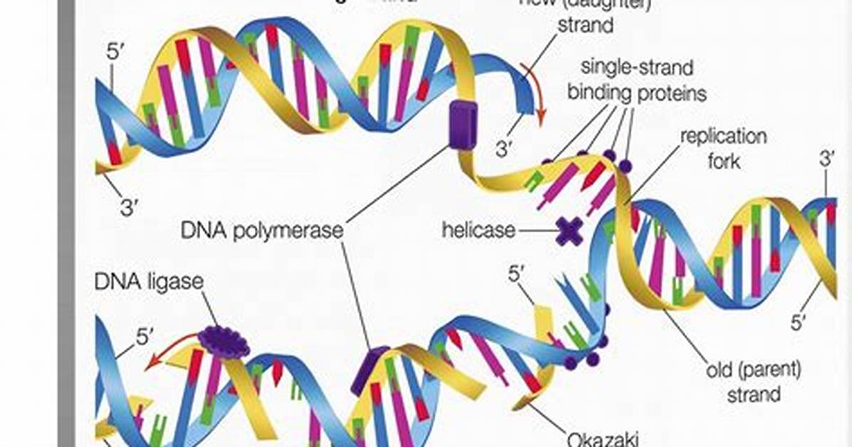Semiconservative Replication Involves a Template What Is the Template