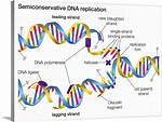 Semiconservative Replication Involves a Template. What Is the Template?