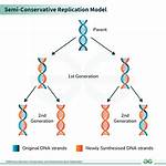 Semiconservative