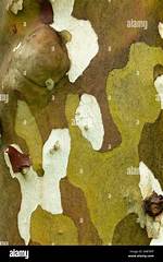 Sequoia or Sycamore for Example