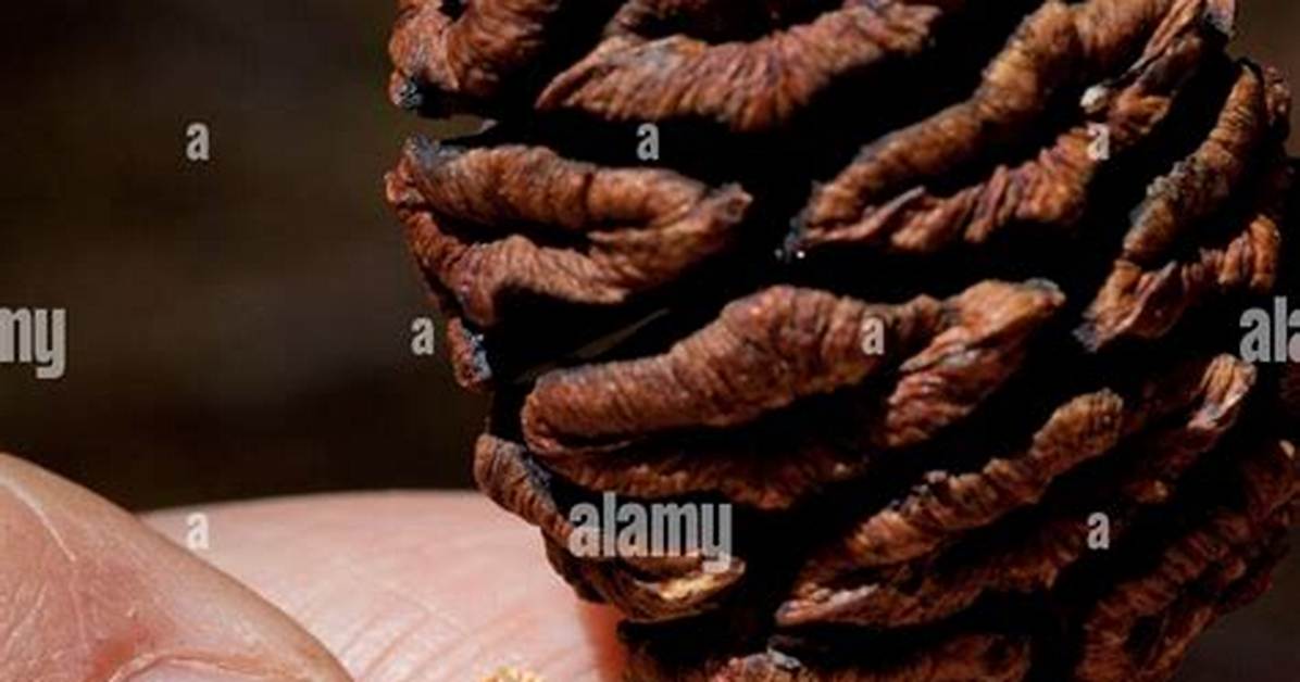 Sequoia Seeds