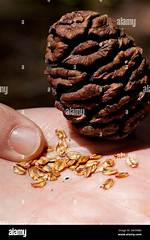 Sequoia Seeds