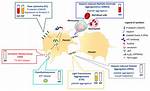 Serotonin Release Assay