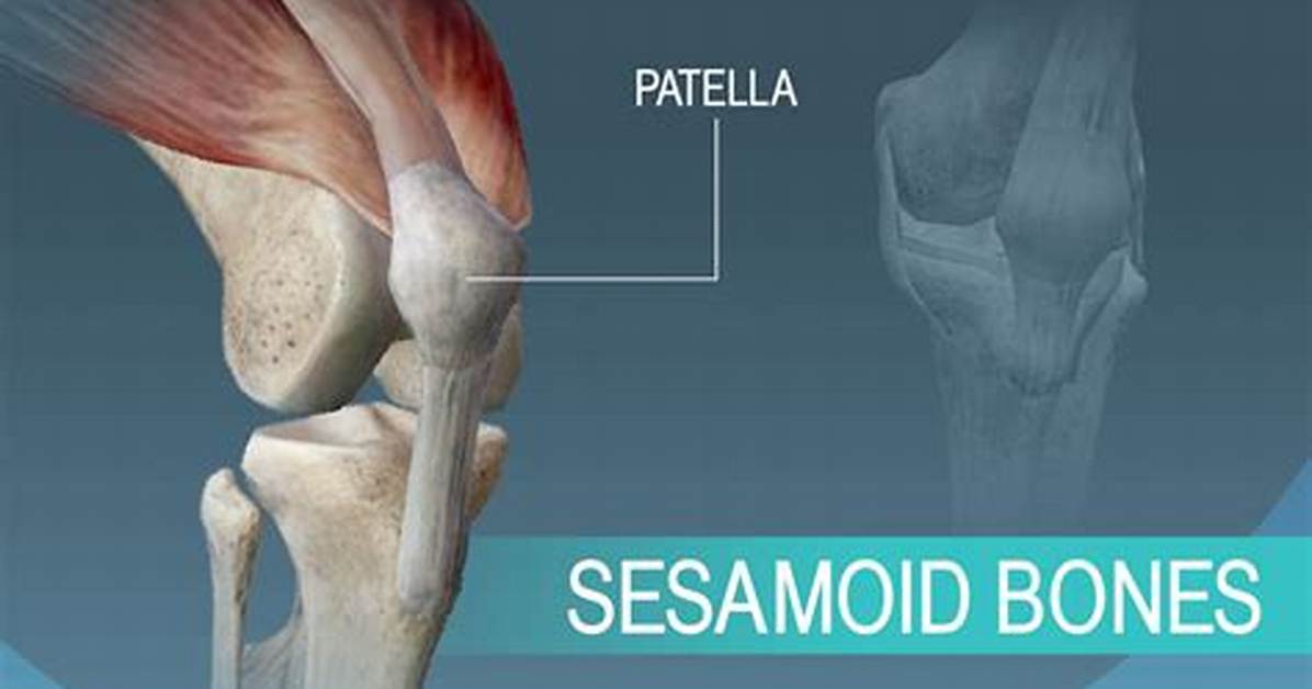 Sesamoid Bone Examples