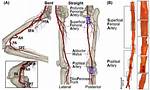Sfa Artery