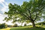 Shade-Providing Tree
