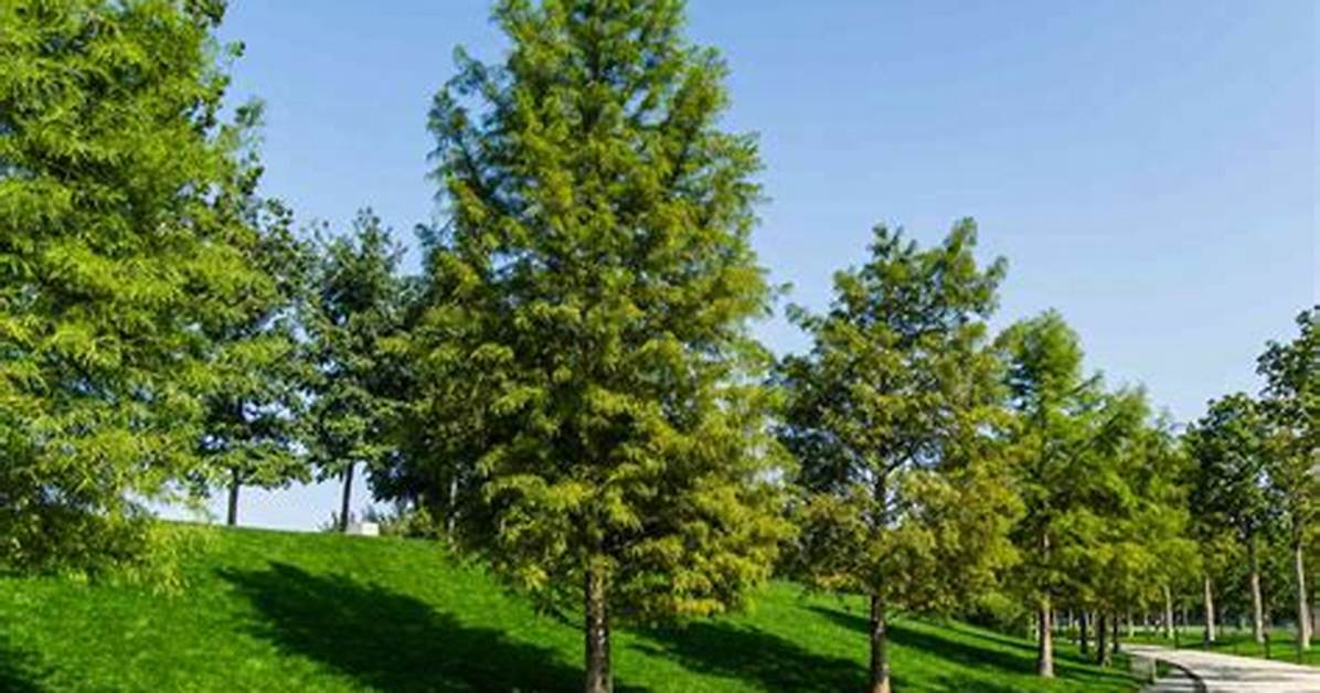 Shade Trees