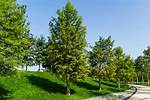 Shade Trees