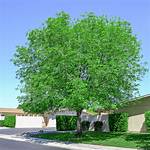 Shamel Ash Tree