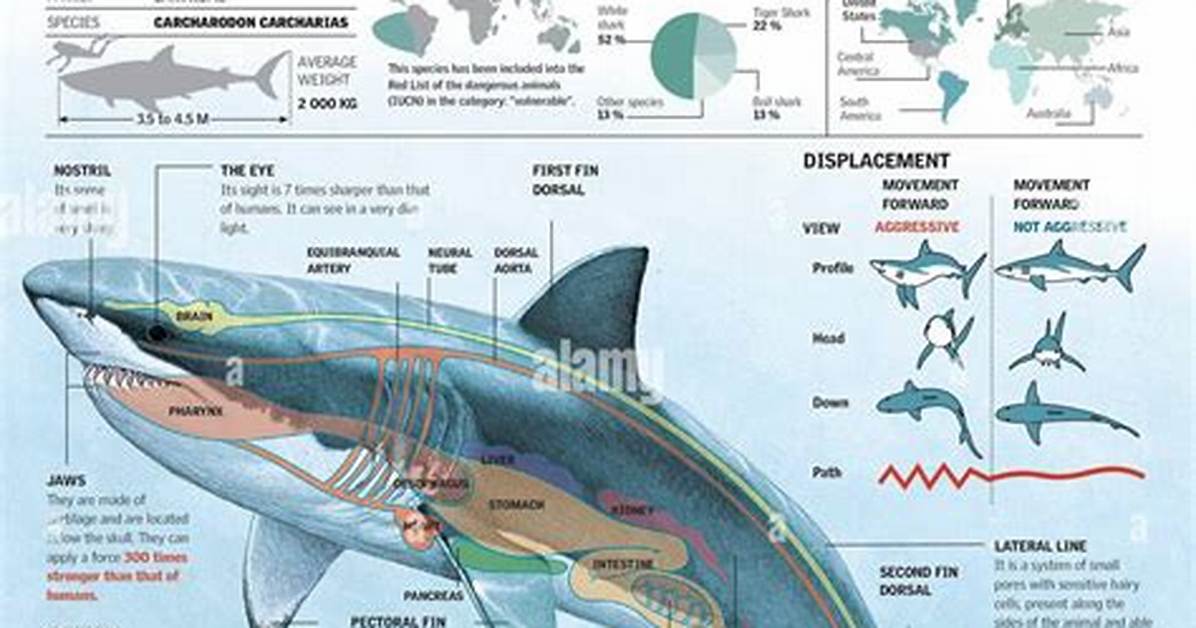 Shark Adaptations