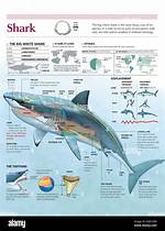 Shark Adaptations