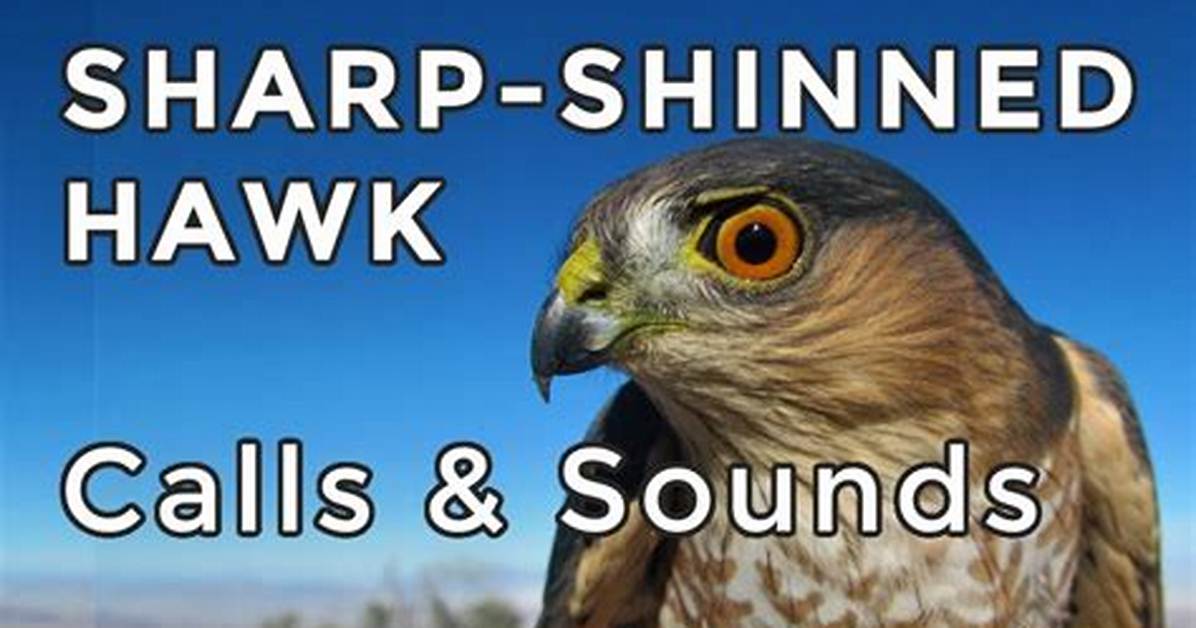 Sharp Shinned Hawk Call