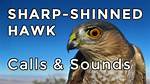 Sharp Shinned Hawk Call