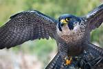 Sharp Weapon for a Falcon