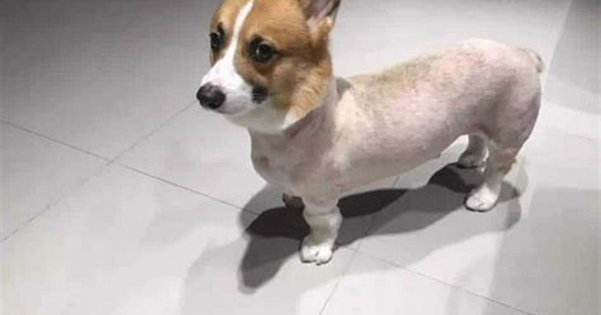 Shaved Corgi