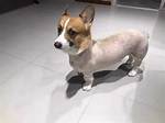 Shaved Corgi