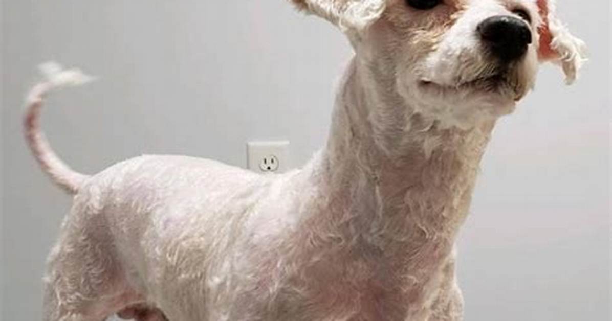 Shaved Dog