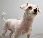 Shaved Dog