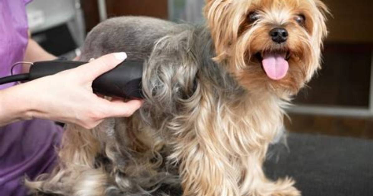 Shaved Dogs