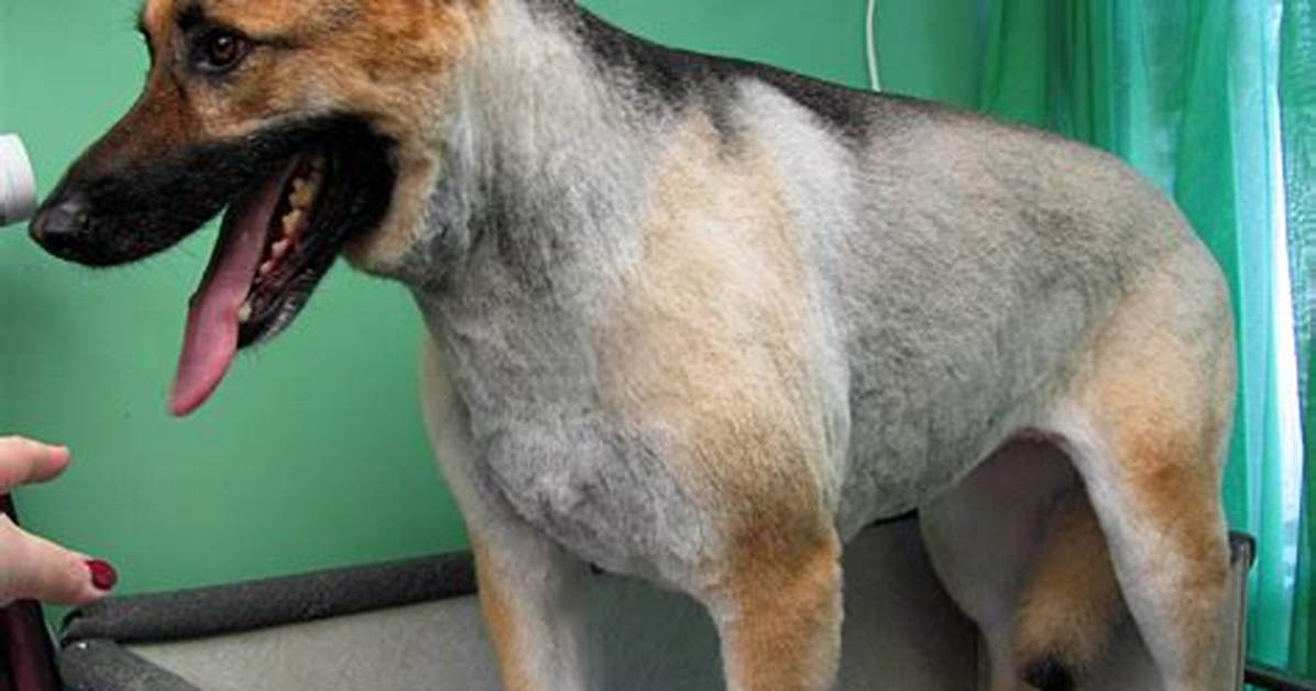 Shaved German Shepherd
