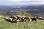 Sheep from Spain