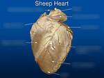 Sheep Heart