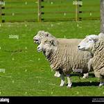 Sheep's Bleat