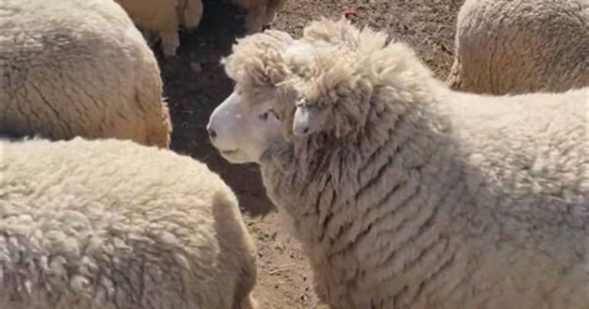 Sheep's Cry