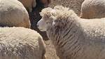Sheep's Cry