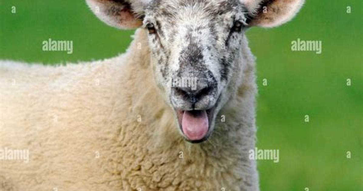 Sheep Sound