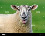 Sheep Sound