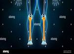 Shinbone