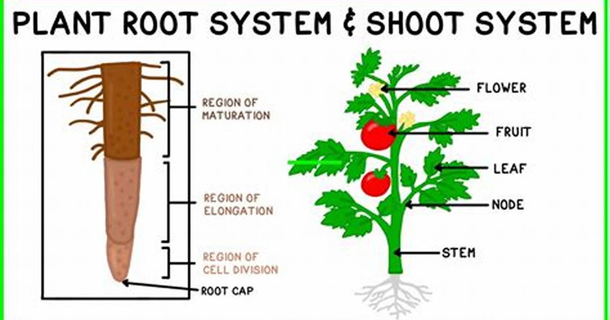 Shoot Systems