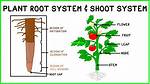 Shoot Systems