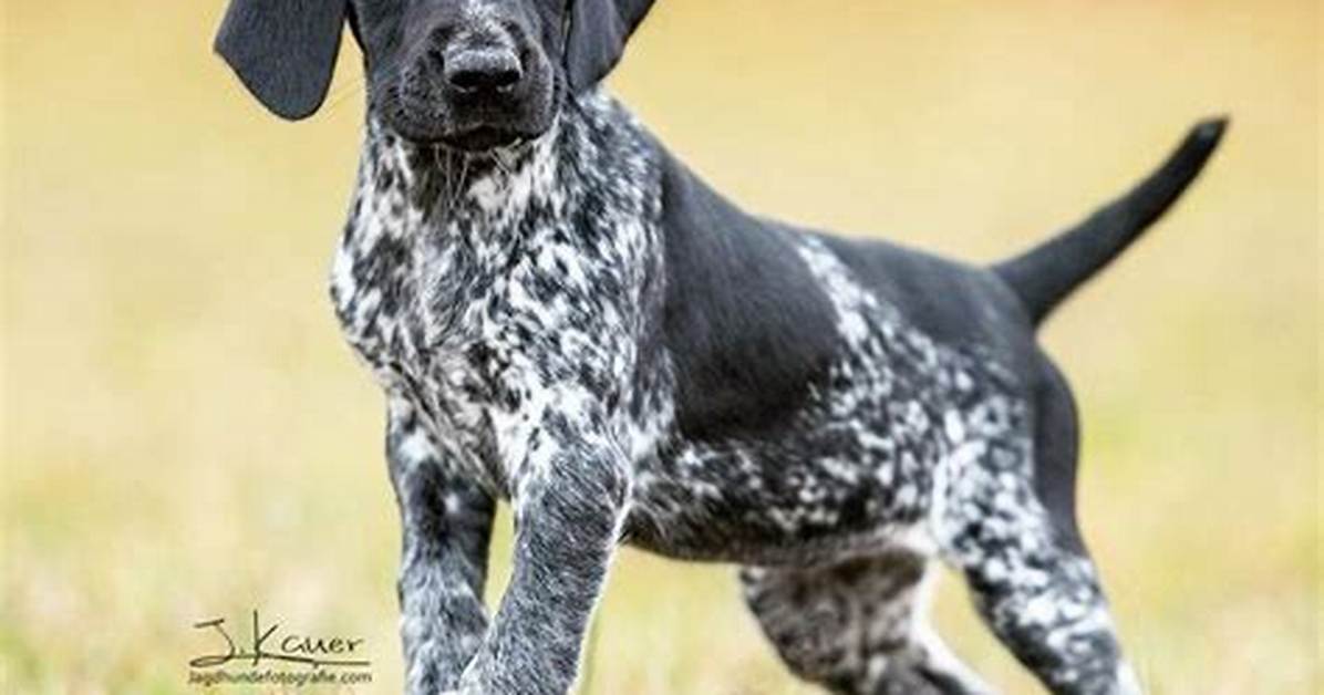 Short Haired Pointer Puppy