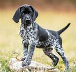 Short Haired Pointer Puppy