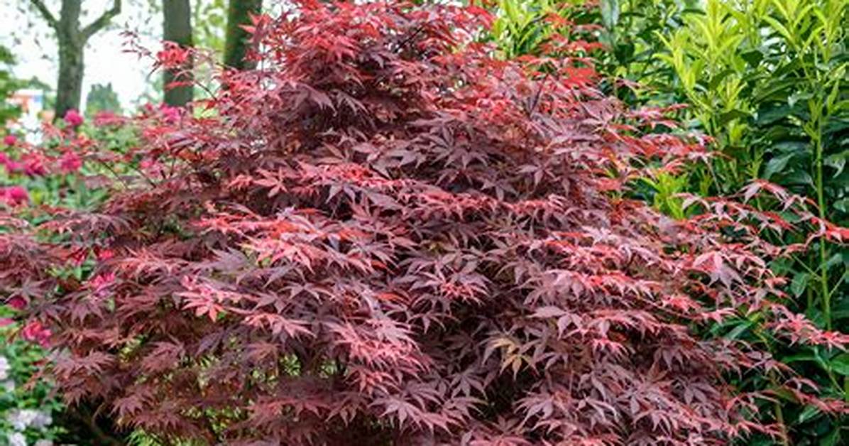 Should Acers Be Fed?
