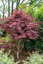 Should Acers Be Fed?