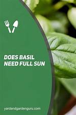 Should Basil Get Full Sun?