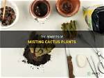Should Cactus Be Misted?